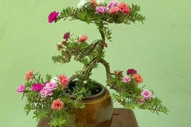 Hoa mười giờ bonsai gốc to bằng ngón tay lên tới cả triệu đồng