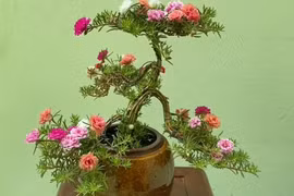 Hoa mười giờ bonsai gốc to bằng ngón tay lên tới cả triệu đồng