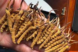 Đông trùng hạ thảo 2,5 tỷ đồng/kg được giới nhà giàu săn lùng