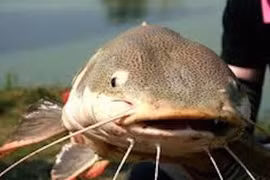 Có những loại cá dù rẻ đến mấy, người tiêu dùng cũng không nên mua