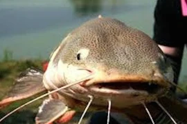 Có những loại cá dù rẻ đến mấy, người tiêu dùng cũng không nên mua