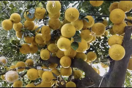 Phát sốt với cây bưởi Diễn 400 quả giá 200 triệu 