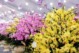 Gần Tết Giáp Thìn 2024, lan hồ điệp ồ ạt xuống phố