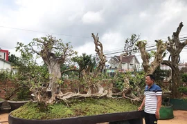 Nhiều đại gia mê mẩn cây ổi cổ thụ dáng tựa như rồng