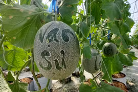 Nhiều loại quả khắc chữ tài lộc đắt hàng dịp Tết Giáp Thìn 2024 