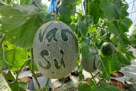 Nhiều loại quả khắc chữ tài lộc đắt hàng dịp Tết Giáp Thìn 2024 