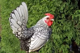 Nhà giàu xếp hàng mua giống 'mỹ kê'