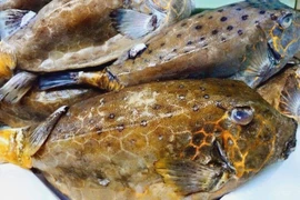 3 loài cá được khách lùng mua dù đắt đỏ và ngoại hình kì dị