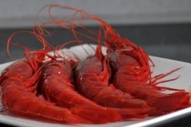 Gần Tết, tôm quỷ đỏ gần 5 triệu đồng/kg gây sốt thị trường