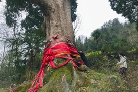  Loài cây vô cùng đắt đỏ, được ví von quý hơn vàng