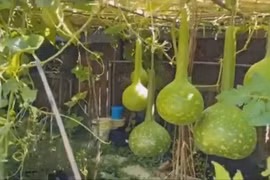 Danh ca Chế Linh sở hữu khu vườn đầy cây trái ở Canada