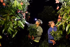 Người dân chong đèn thu hoạch vải thiều từ sáng sớm