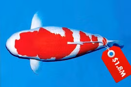 Xem con cá KOI có giá tới 41 tỷ đồng