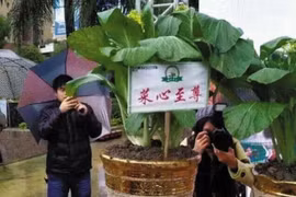 Trên thế giới có những loại rau đắt hơn vàng