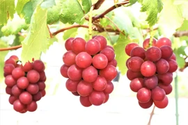 Ngỡ ngàng nho Nhật 12 triệu đồng/kg, khách xếp hàng mua
