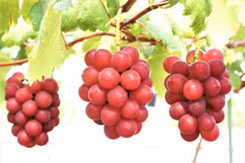 Ngỡ ngàng nho Nhật 12 triệu đồng/kg, khách xếp hàng mua