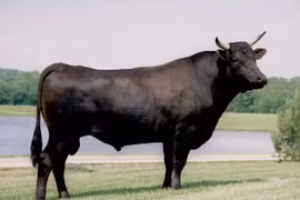 Lý do Wagyu là một trong những loại thịt bò quý hiếm nhất thế giới 