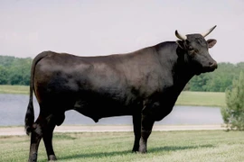 Lý do Wagyu là một trong những loại thịt bò quý hiếm nhất thế giới 