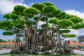 Cây cảnh được định giá 460 tỷ đồng ở Thanh Hóa 