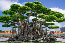 Cây cảnh được định giá 460 tỷ đồng ở Thanh Hóa 