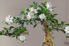 Những gốc bonsai từ cây dại ven suối giúp người dân hốt bạc