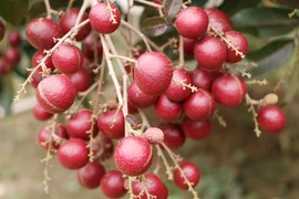 Vì sao nhãn tím có giá cao ngất ngưởng những vẫn được săn lùng?