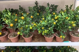 Quất mini được ưa chuộng dịp Tết 2025, giá nào cũng có?