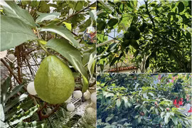 Biệt thự 1.400m2 của ca sỹ Vy Oanh và chồng đại gia 