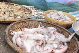 Cá khoai bất ngờ đắt khách, giá cả triệu đồng/kg 