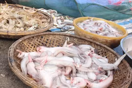 Cá khoai bất ngờ đắt khách, giá cả triệu đồng/kg 