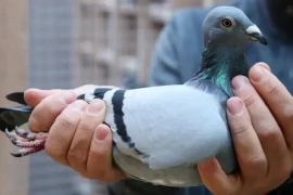 Con chim bồ câu gần 50 tỷ khiến đại gia si mê