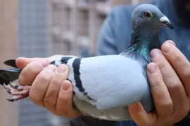 Con chim bồ câu gần 50 tỷ khiến đại gia si mê