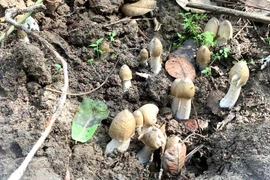 Nông dân thu tiền triệu nhờ loại nấm này 