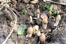 Nông dân thu tiền triệu nhờ loại nấm này 