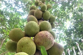 Cây mít "mắn đẻ" cho trái từ gốc đến ngọn