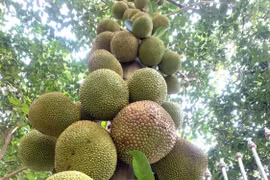 Cây mít "mắn đẻ" cho trái từ gốc đến ngọn