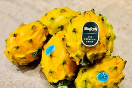 Thanh long vàng Ecuador nhập khẩu cả triệu đồng/kg