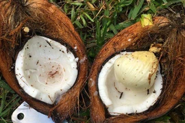 Hạt mít, mộng dừa, ngó khoai trở thành đặc sản đắt đỏ 