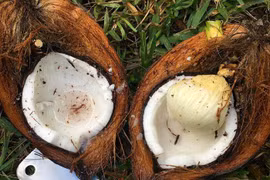 Hạt mít, mộng dừa, ngó khoai trở thành đặc sản đắt đỏ 