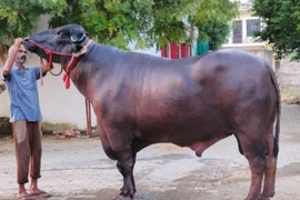 Chú trâu bạc tỷ hàng ngày được mát xa, xem ti vi, ở phòng máy lạnh 