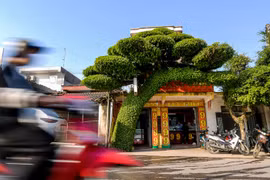 Cây sanh 40 năm tuổi lá mọc đều từ gốc đến ngọn