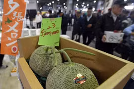 Dưa lưới Nhật Bản lao dốc từ nửa tỷ đồng một trái xuống còn vài chục triệu đồng