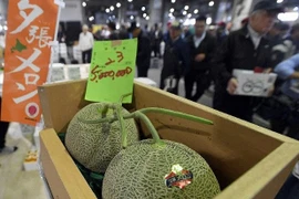 Dưa lưới Nhật Bản lao dốc từ nửa tỷ đồng một trái xuống còn vài chục triệu đồng