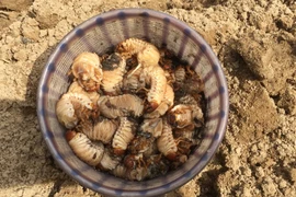 Sùng đất 'thần dược phòng the' đắt đỏ tính bằng tiền triệu