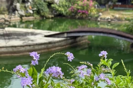 Ca sĩ Mỹ Tâm sở hữu cơ ngơi nghìn mét vuông trồng cây nuôi gà