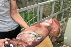 Mực xà đại dương có gì đặc biệt mà hút dân mạng?