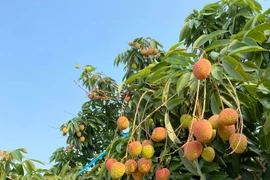 Vải chín sớm giá cao vẫn đắt hàng