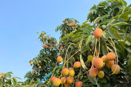 Vải chín sớm giá cao vẫn đắt hàng