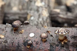 Nấm hương Nhật 8 triệu đồng/kg có gì đặc biệt?