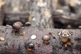 Nấm hương Nhật 8 triệu đồng/kg có gì đặc biệt?